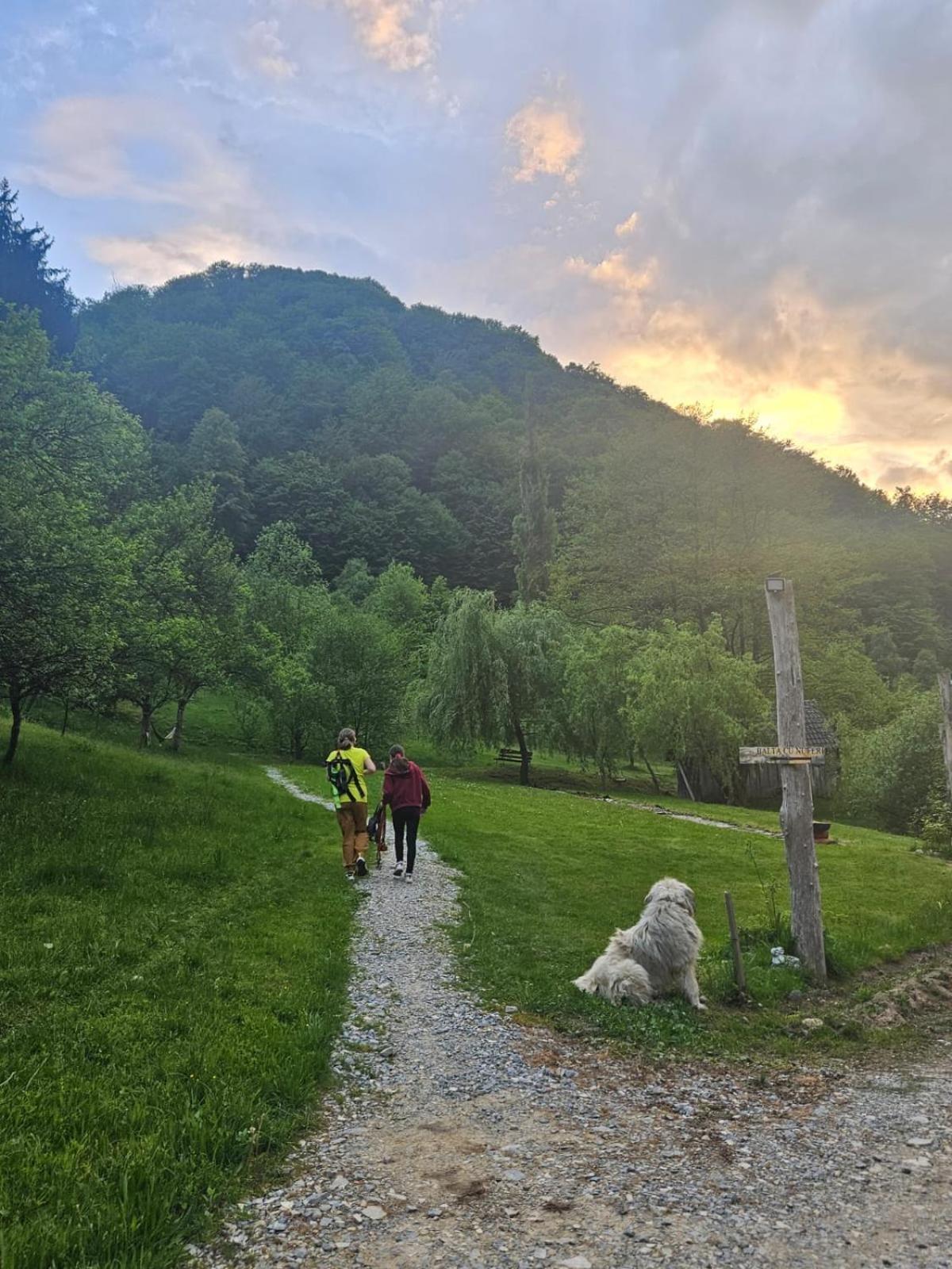 Pensiunea Lupul Dacic Costeşti Extérieur photo